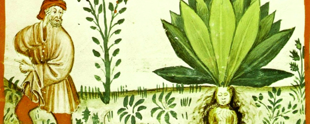 paracelso ilustra la muerte de un gnomo y cómo este se convierte en planta